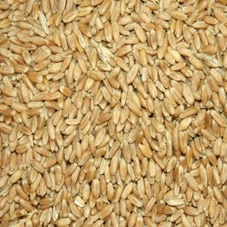Fodder Wheat