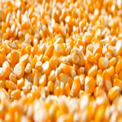 Fodder Corn