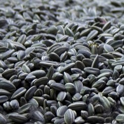 Sunflower Seeds