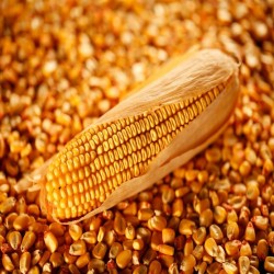 Corn