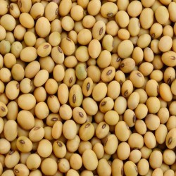 Soybean